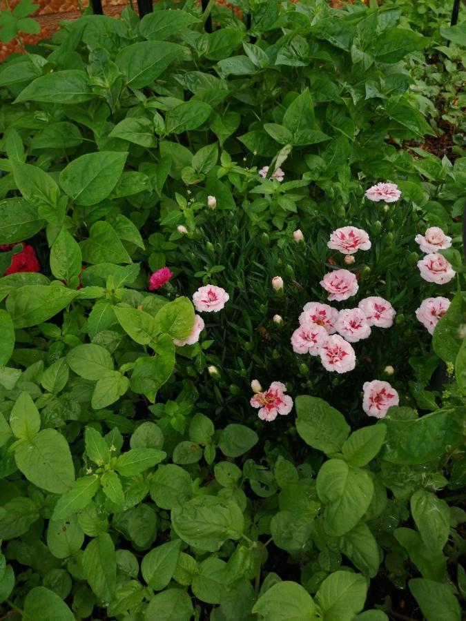 Casa Flor Leilighet Două Mai Eksteriør bilde